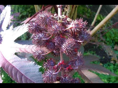 Video: Çfarë është bima e tokës?