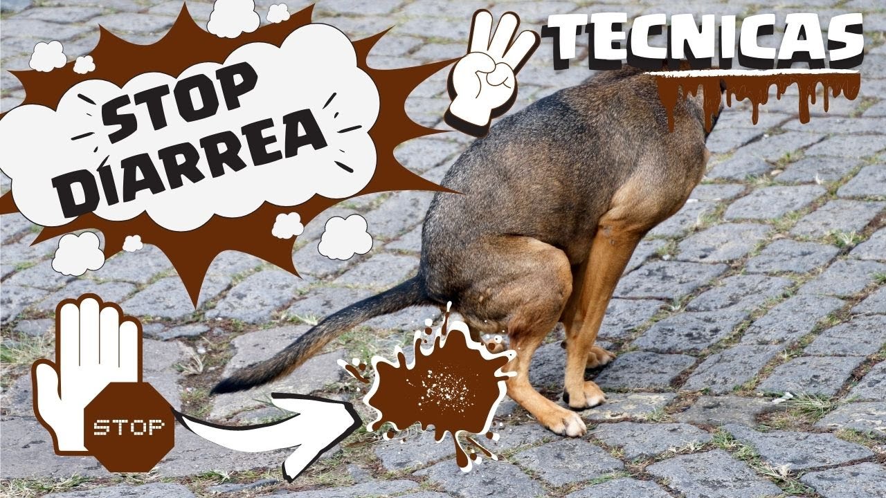 diarrea oscura en perros cachorros