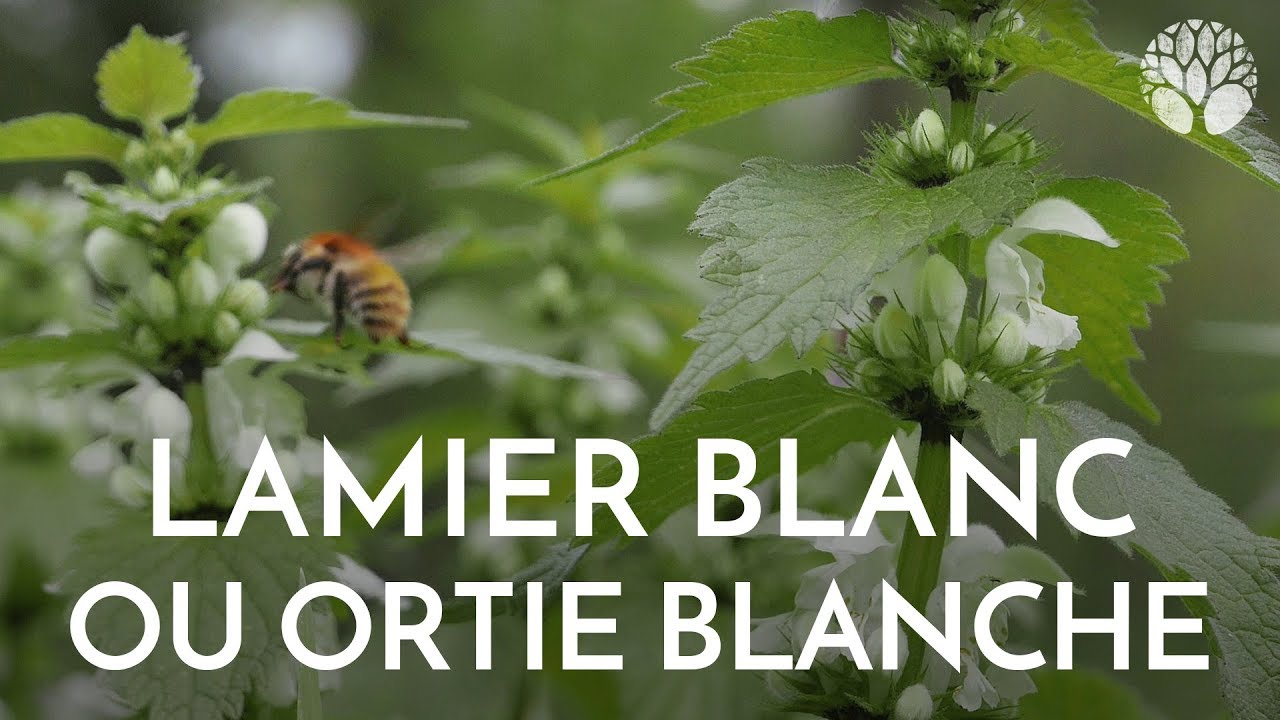 Je ressemble à l’ortie mais je ne pique pas, je suis le lamier blanc ou l’ortie blanche