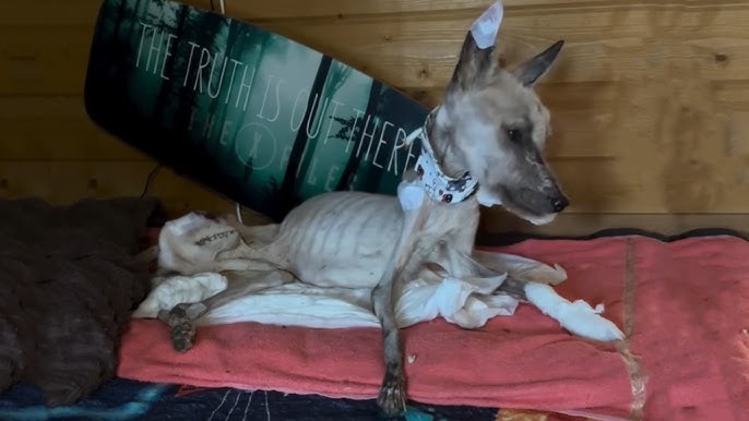 Hungry Dog Found With A Fishhook Pierced In His Mouth, Abandoned And Slowly  Fading Away… - YouTube