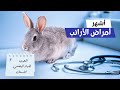 أشهر أمراض الأرانب وعلاجها الجهاز الهضمي الأسنان الجرب والفطريات