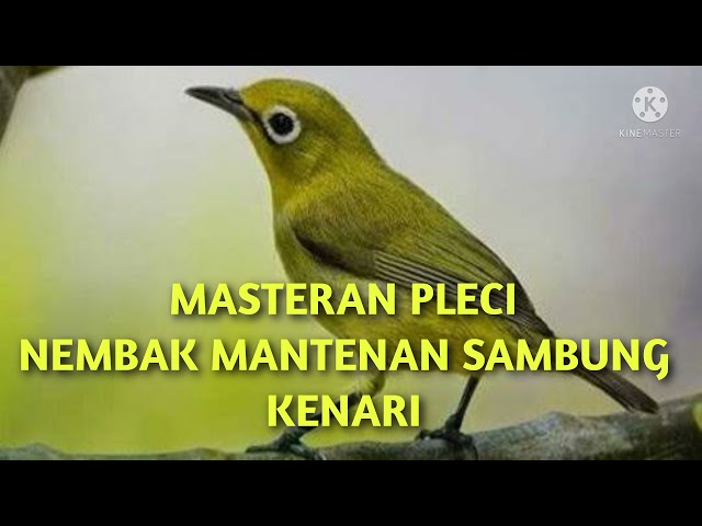 MASTERAN PLECI NEMBAK MANTENAN SAMBUNG KENARI class=