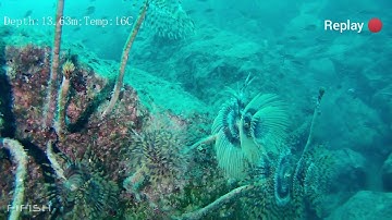 You never know what you can find under the sea! Rediscover the ocean creature by QYSEA