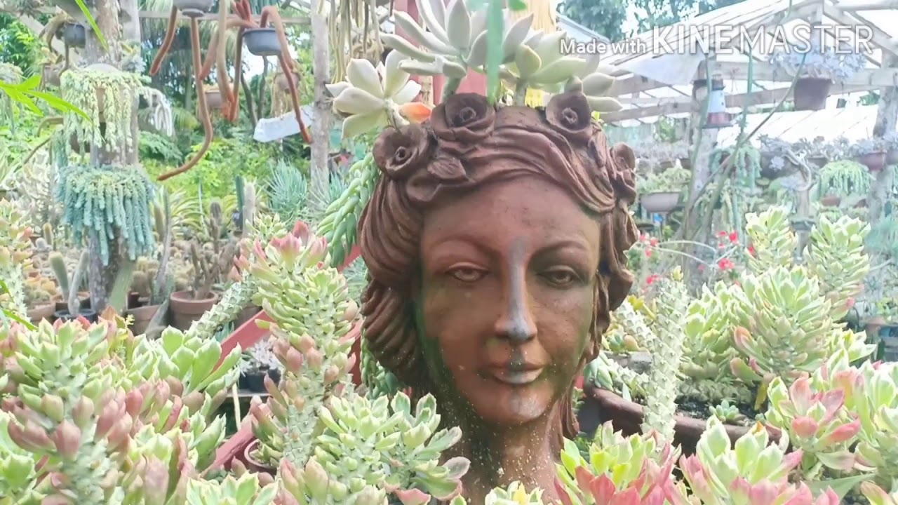 Guerrero Farm 2020 succulents and more!!! YouTube