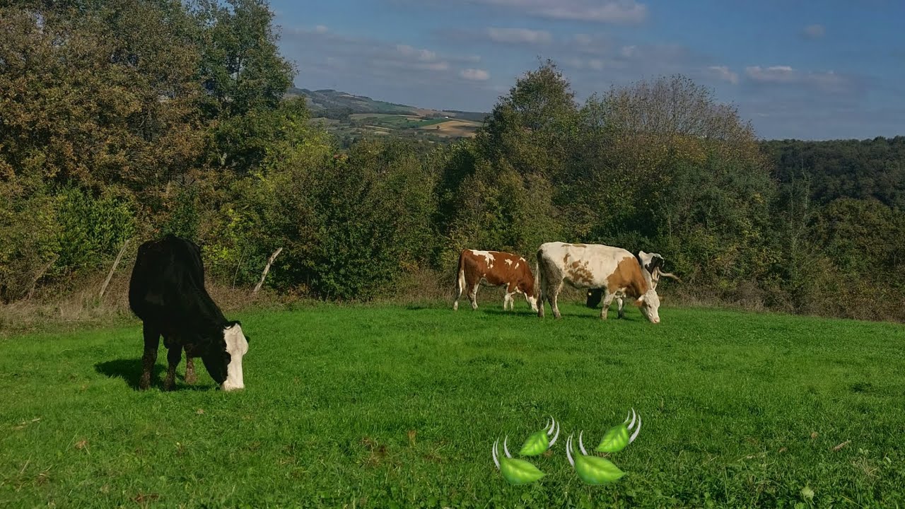 İNEKLERİ YEŞİLE SALDIK 💚 TAŞ FIRINDA MANCARLI PİDE YAPTIK 💯 KÖYDE BİR GÜN 🌳