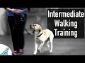 A SIMPLE Trick That Dog Trainers Know For Walking On Leash Training