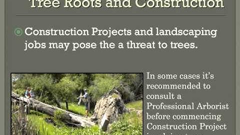 Tree Roots Overview Video