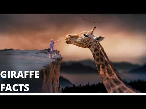 Mind-Blowing Giraffe Facts