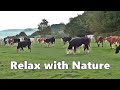 Relax Your Dog TV : Videos and TV for Dogs to Watch - Cows at The Coast ~ Relax with Nature