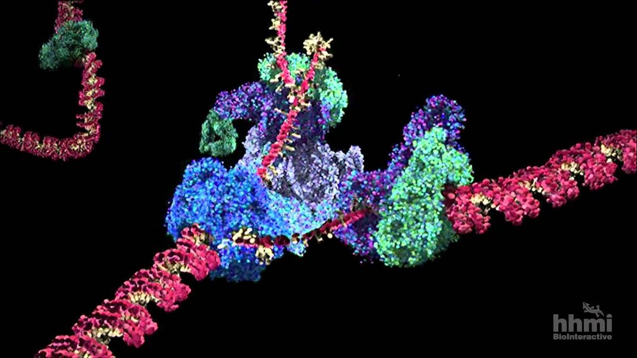 Adn 622. Заставка днк шоу. adn 363. xj . adn. adn.