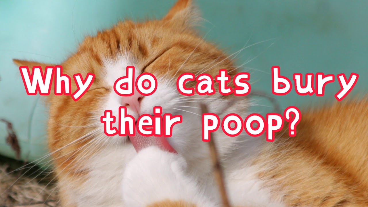 Why do cats bury their poop? YouTube