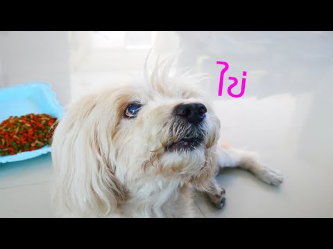 วีดีโอ: สุนัขสามารถให้ไข่ได้หรือไม่?
