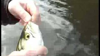 Gaz And Baz Secret Location Pt9