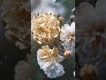 #flowers #colonelkkjϟ #love