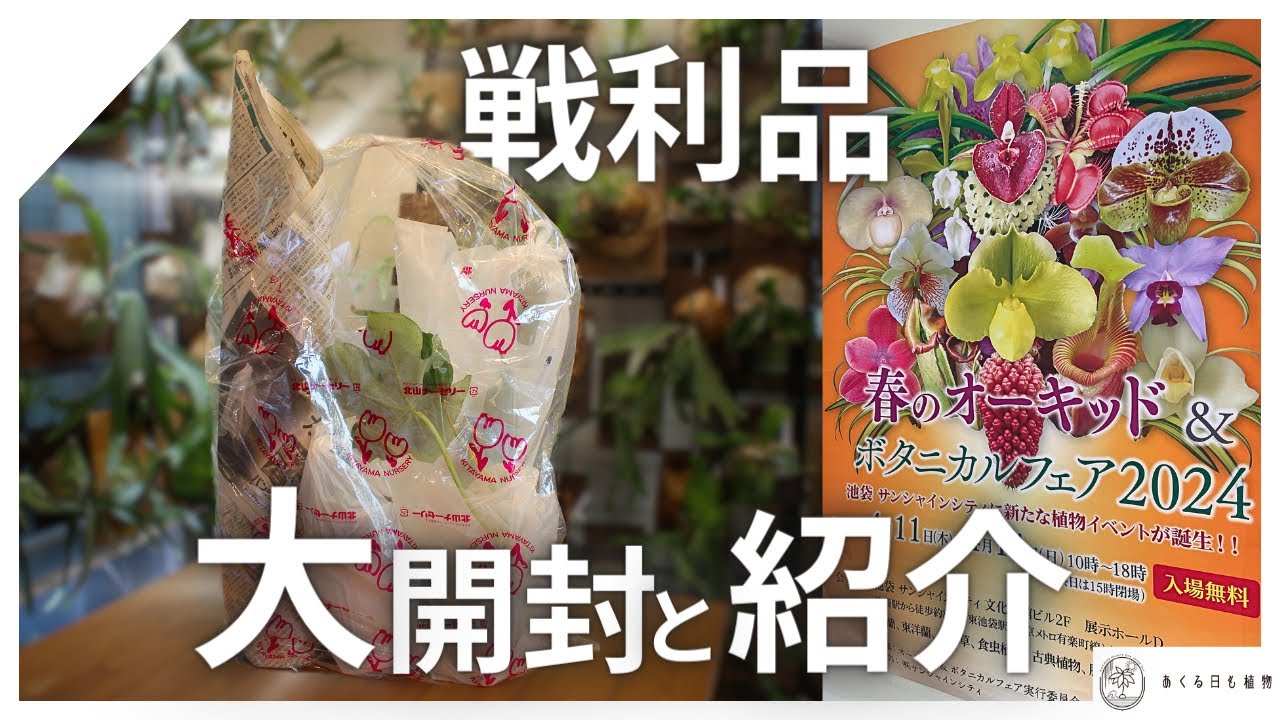 オーキッド&ボタニカルフェア[らん展]で大量に購入した植物を大紹介！