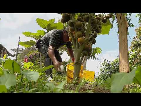 Video: Fertilización de plantas de naranjilla: aprenda sobre las necesidades de fertilizantes de naranjilla