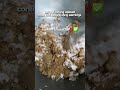 Grated young coconut with sugar          #food #cookingshorts  #cooking
