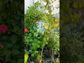Home garden #plants #gardening #planting #garden #food #foodgarden #nature #fruit #agriculture