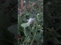 🤮🤮🤮 any ideas what’s on this horn worm? #garden #fall #shortvideo #shortsvideo #shorts #short