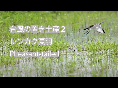 【台風の置き土産２】レンカク夏羽 Pheasant-tailed