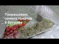 Рассада помидор в пластиковой бутылке.