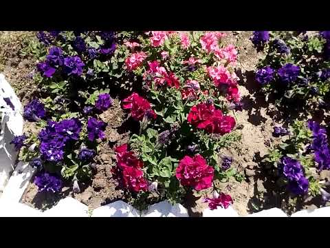 Video: Terry Petunia: Voortplanting Deur Steggies