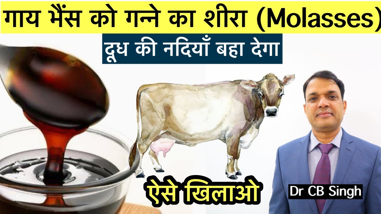 गाय भैंस को गन्ने का शीरा या Molasses खिलाने के फ़ायदे ? | Dairy Farm | ​⁠@DairyUstaad