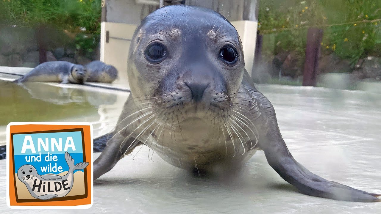 Schildkröte | Information für Kinder | Anna und die Haustiere