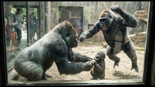 Male Gorilla Crossed The Line Mother Gorilla Reacted Fast