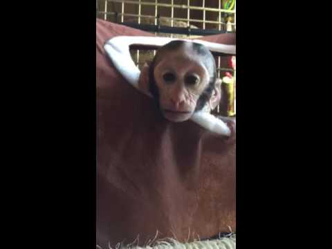Monkey training