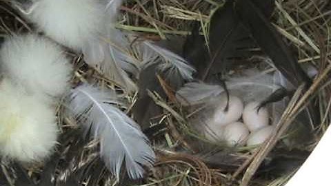 Tree Swallow Diary Part 3 - They have been busy