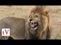The Biggest Lion of the Masai Mara