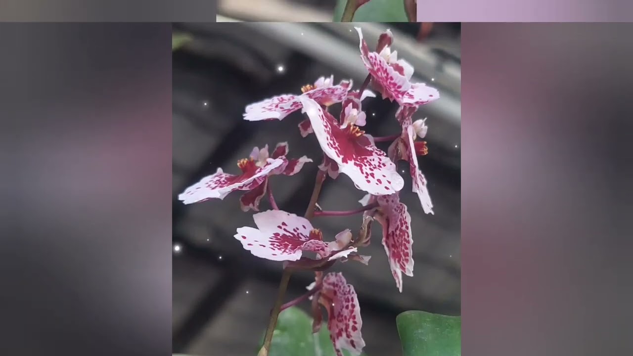 Close up on my successfully Miniature Oncidium Flowers Popping Full on 1 stem only...