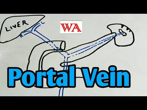 Portal Vein - Formation,tributaries and Relations [World of Anatomy]