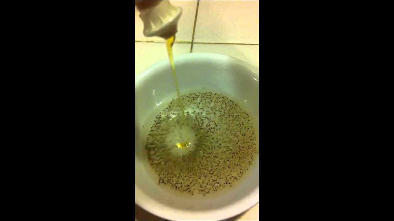 Pepper trick YouTube