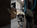 Saginaw Animal Services - What does a pug mix look like?