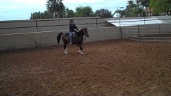 STP Cinco De Mayo 2008 Arabian gelding for sale 