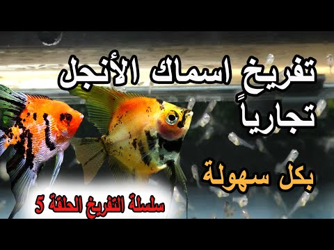 تفريخ اسماك الأنجل تجاريا