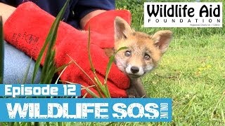 Wildlife SOS Online  Episode 12