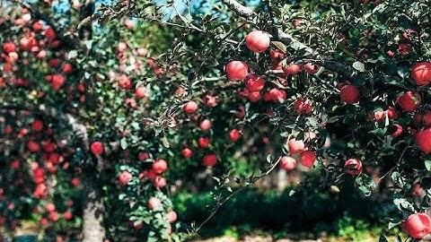 HHH-FEC Fruit Bin Trailer before Coating,make your orchard work easier and more efficiently.