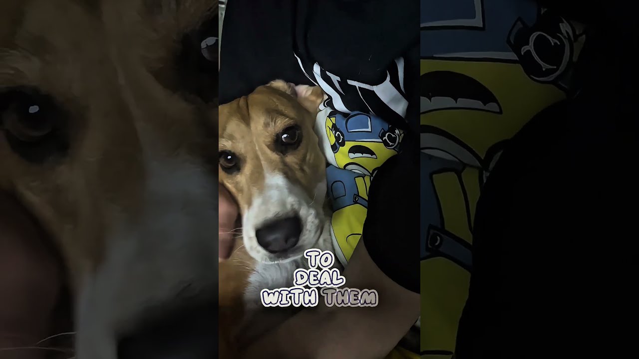 People Who Sleep With Dogs Beagle Pets Dog Puppy Cutedog Dogshorts Funnydogs