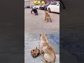 Funny dog dance dog reel dogs funny