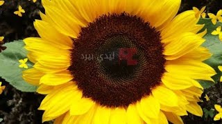 السلام عليكم ورحمه الله وبركاته