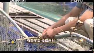 致富经 《致富经》 20141119 有鱼不卖 怪招来财