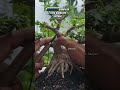 membuat karakter #bonsai #bonsaiart #bonsaiindonesia #fypシ゚viral #fyp #fypage #fypyoutube