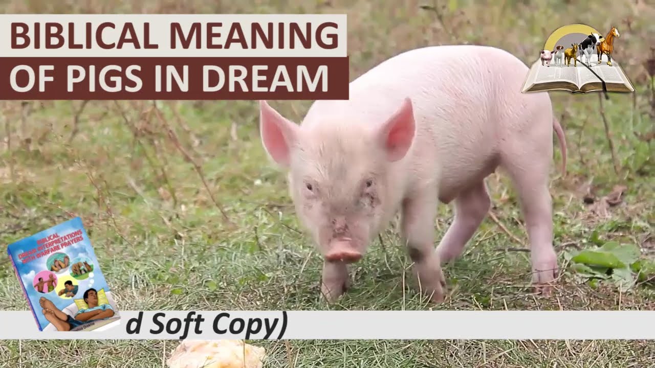 Biblical Meaning Of PIG In Dream Spiritual Meaning Of Pig YouTube Biblical Meaning Of PIG In Dream Spiritual Meaning Of Pig YouTube
