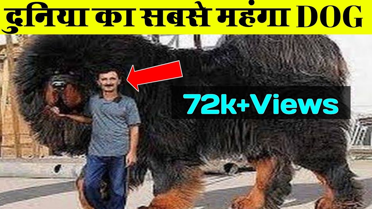 TOP 10 EXPENSIVE DOG Most Expensive Dog In World top-10-expensive-dog-most-expensive-dog-in-world