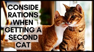 Considerations When Getting a Second Cat