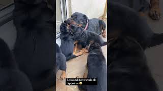 8 Weeks puppies and beautiful rottweiler mom 😍