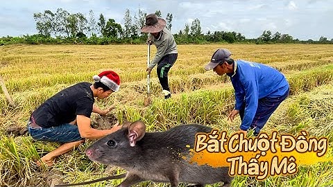 Đào Hang Bắt Chuột Đồng Gặp Toàn Là Cao Thủ Chụp Không Sót Con Nào.LPQT#115